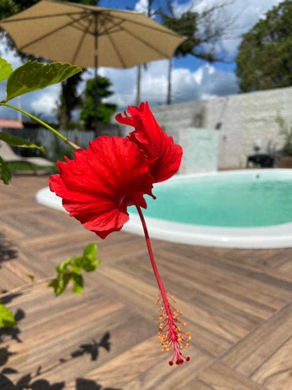 a red flower in front of a pool at Pousada do Mestre in Pontal do Paraná