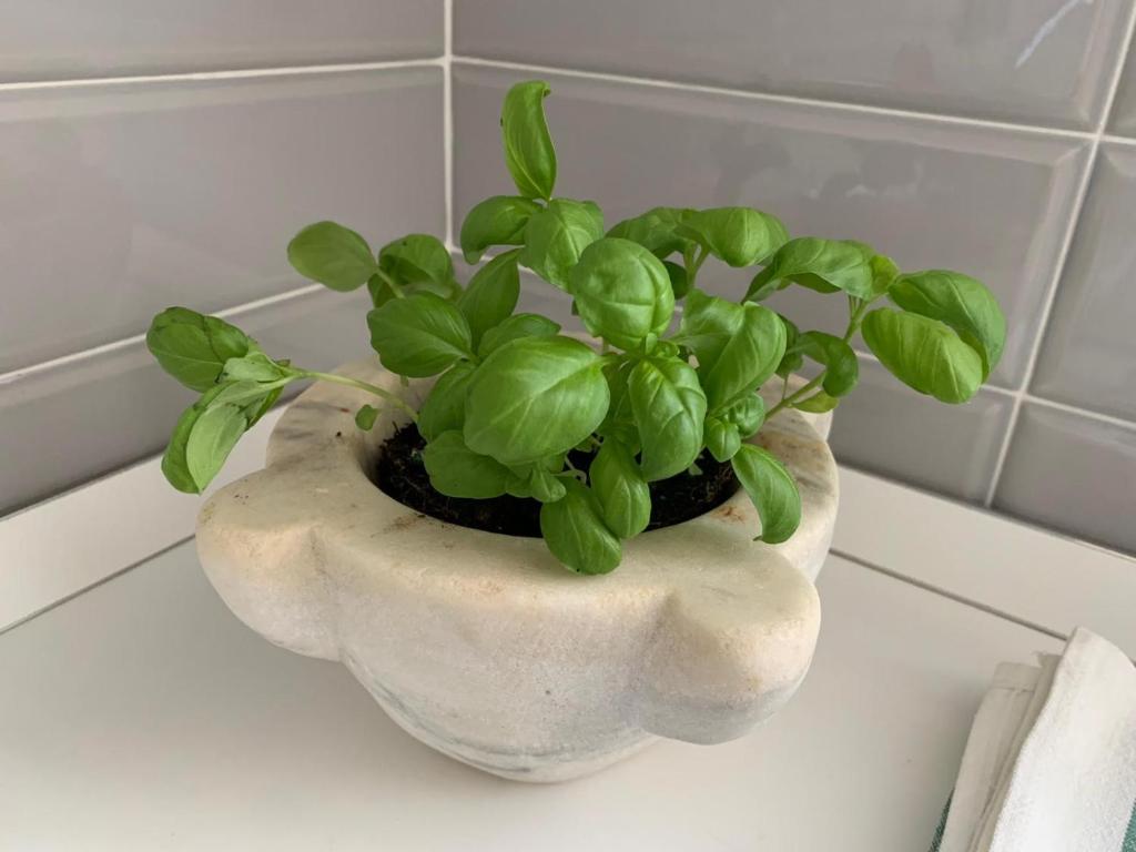 a green plant in a white vase on a counter at MariMARE in Sestri Levante