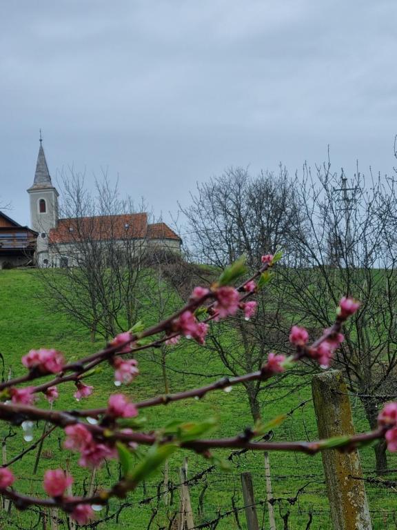 a tree with pink flowers in front of a church at Holiday Old stone house in Sveti Ivan Zelina