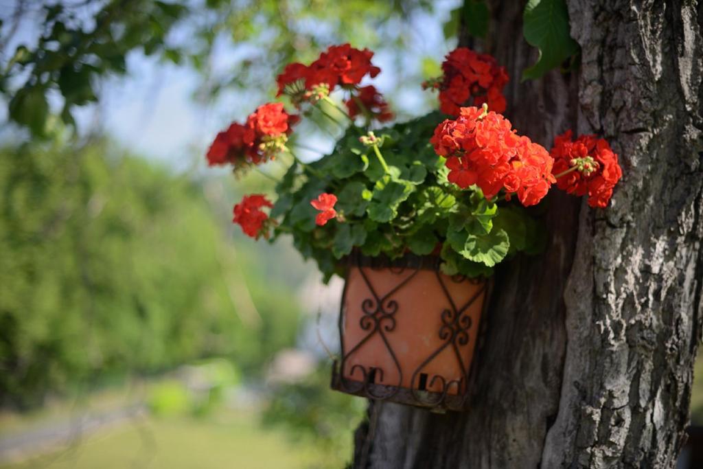 Zahrada ubytování Bed And Breakfast Montino