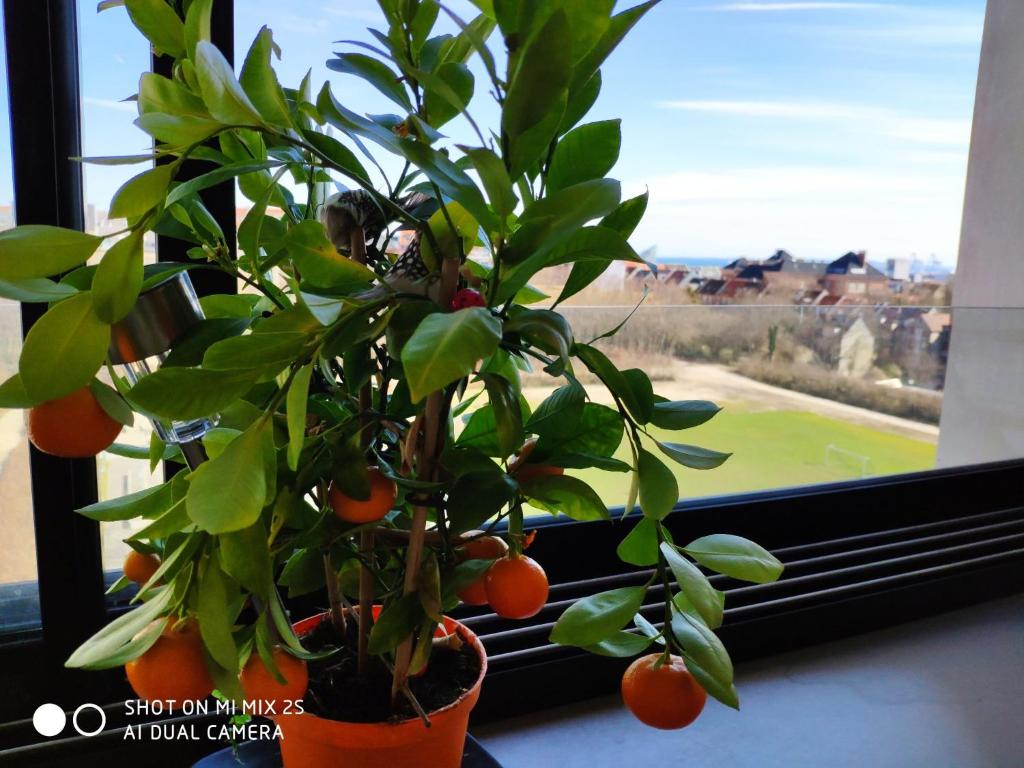 una planta sentada en el alféizar de una ventana delante de una ventana en Midt Town Apartment Room, en Aarhus