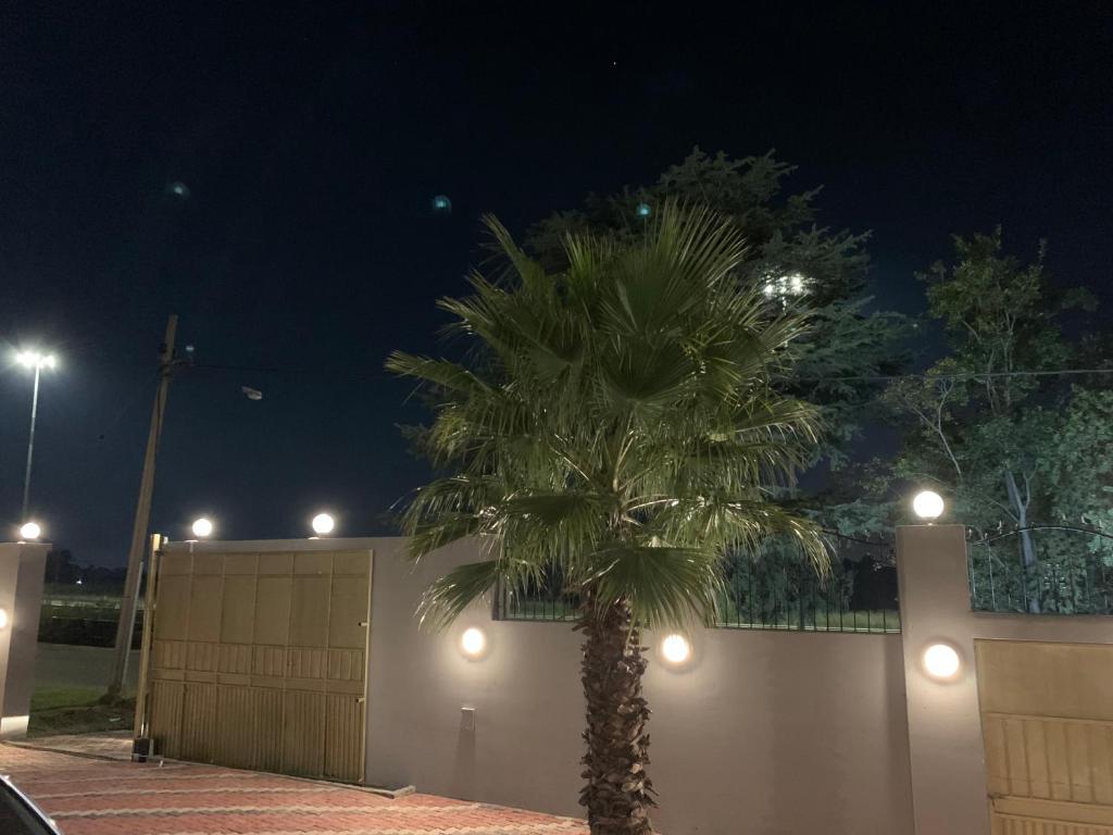 a palm tree in front of a fence at night at northmead lodge in Benoni