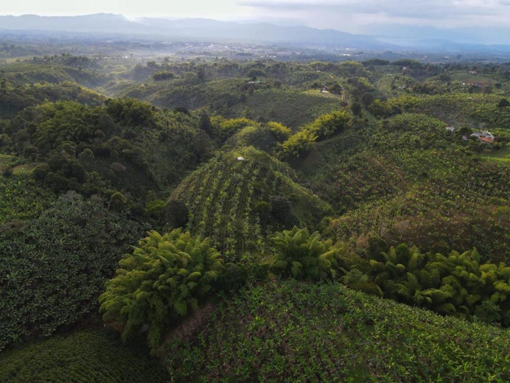 an aerial view of a forest of trees and bushes at Finca la castellana in Quimbaya