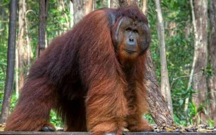 Bukit Lawang- Jungle trekking