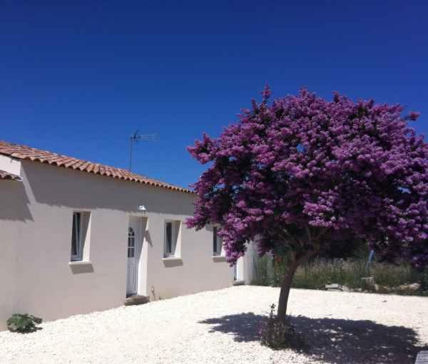 un arbre à fleurs violet devant un bâtiment dans l'établissement L'estran, à Marennes