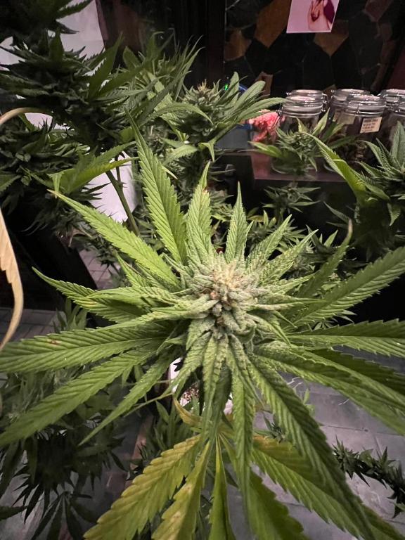 Blue Dream Guesthouse in Chiang Mai