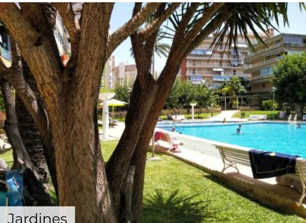 a swimming pool with a bench next to a tree at Apartamento entero en la playa san juan Benacantil in Alicante