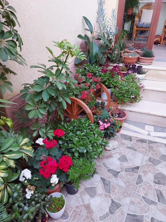 Zahrada ubytování Vila Kodra