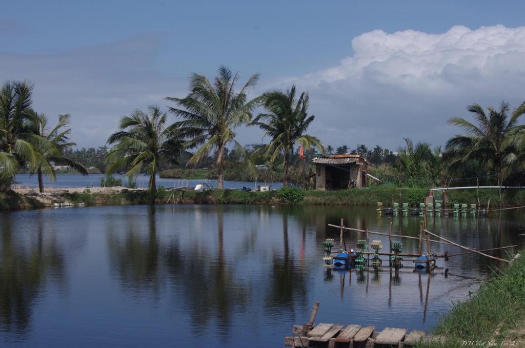 un cuerpo de agua con palmeras y una casa en La Maison d'Indochine, en Hoi An