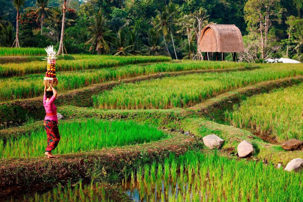 Zahrada ubytování Mandapa, a Ritz-Carlton Reserve