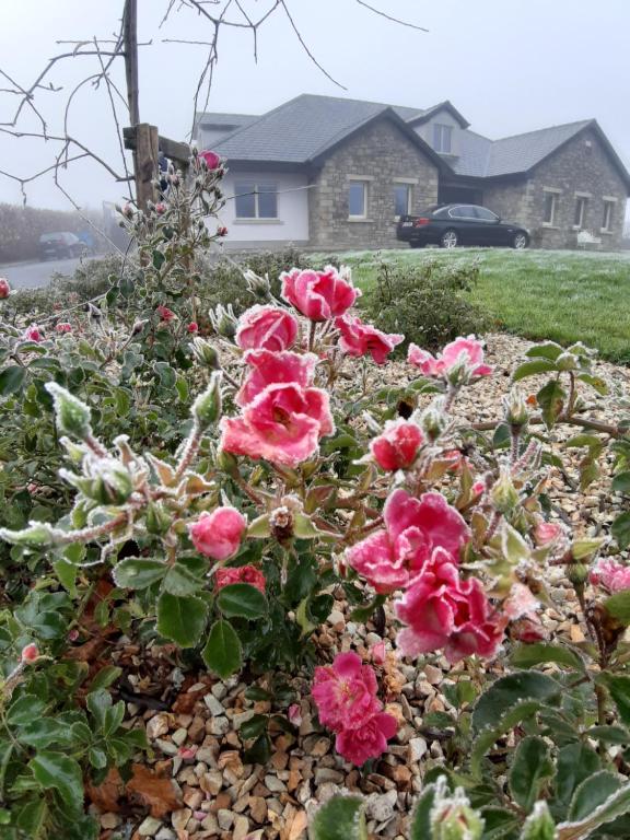 un gruppo di rose rosa in un cortile di Killossy Lodge a Naas