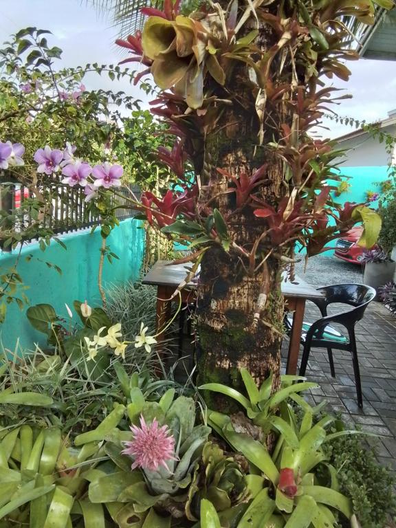 a garden with a bunch of plants and flowers at Hospedaria Gengibre in Barra Velha