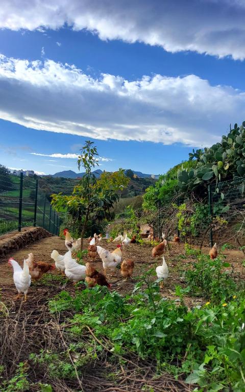 Santa Maria de Guia de Gran Canaria的住宿－Ecofinca Selva Doramas，一群小鸡在田间散步