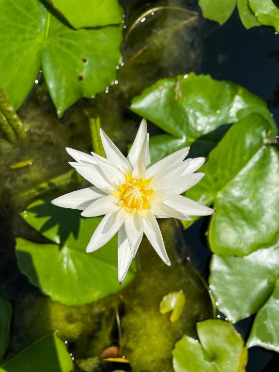 Patong Palace Hotel - SHA Extra Plus - Resim 20