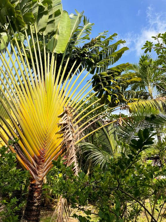 Patong Palace Hotel - SHA Extra Plus - Resim 21