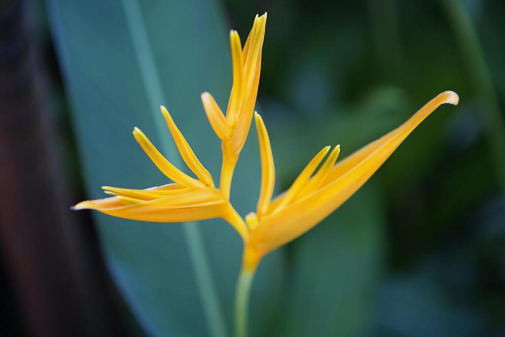 Patong Palace Hotel - SHA Extra Plus - Resim 24