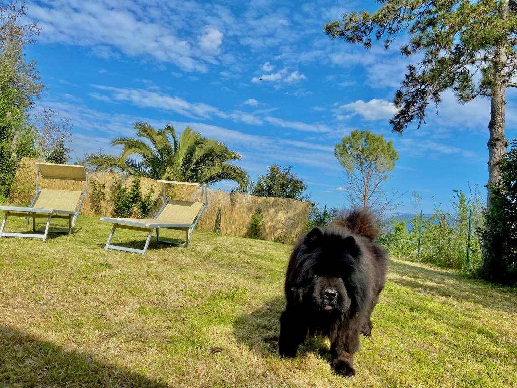 un cane nero che cammina nell'erba in un giardino di CASOLARE DEL MAESTRALE a Perugia
