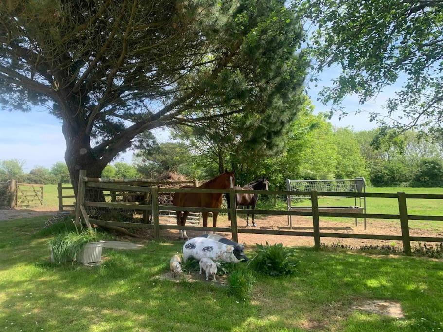 una vaca en la hierba junto a una cerca con un caballo en A Unique & Tranquil Smallholding Retreat en Redruth