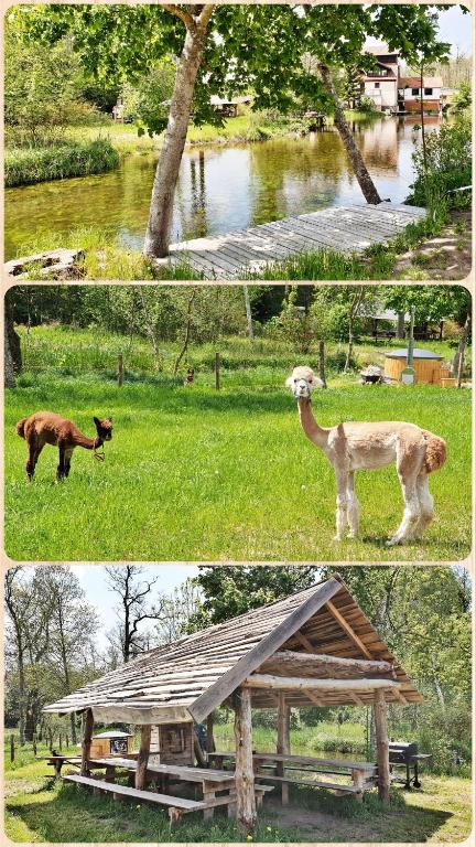 un collage de dos fotografías de animales en un campo en SARNOGRÓD - Agroturystyka z alpakami, en Babięta
