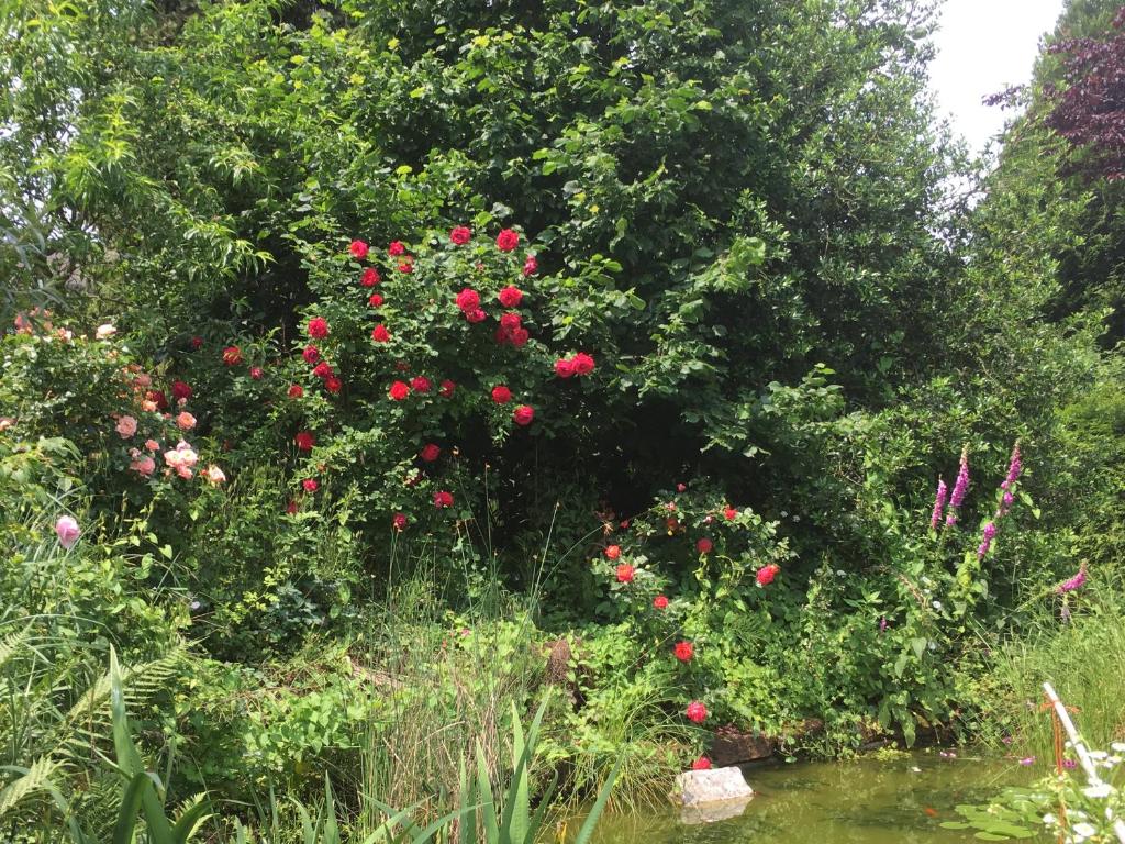 einen Garten mit roten Blumen und einem Wasserkörper in der Unterkunft Ferienhaus La Meu in Trassem