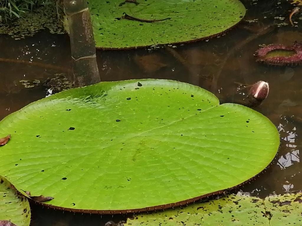 Foto dalla galleria di Palmayacu - Refugio Amazónico a Leticia