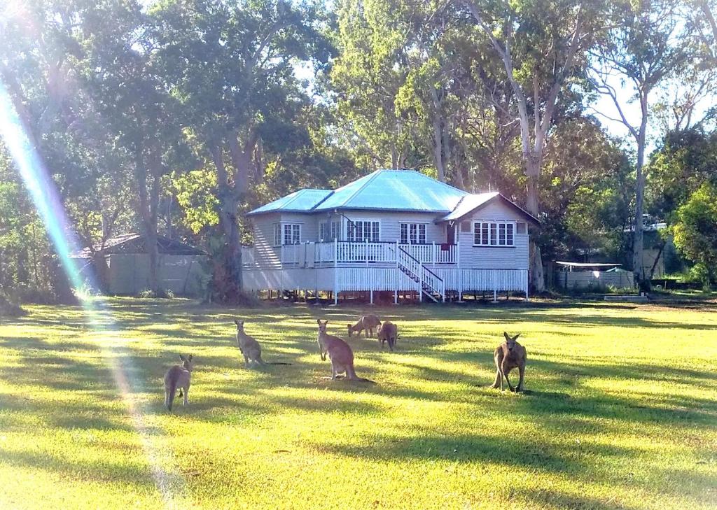 eine Gruppe von Gazellen im Gras vor einem Haus in der Unterkunft Lake Weyba Noosa Lodge & Kangaroos in Peregian Beach