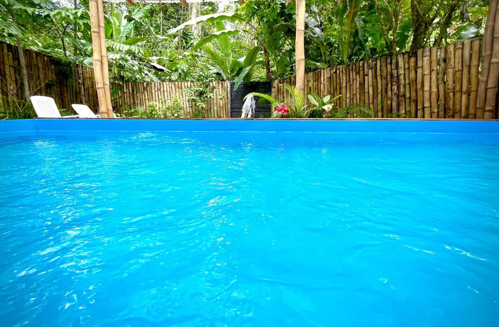 a dog standing next to a blue swimming pool at Brand new huge apt with Air Conditioner and a private pool and kitchen in Cocles