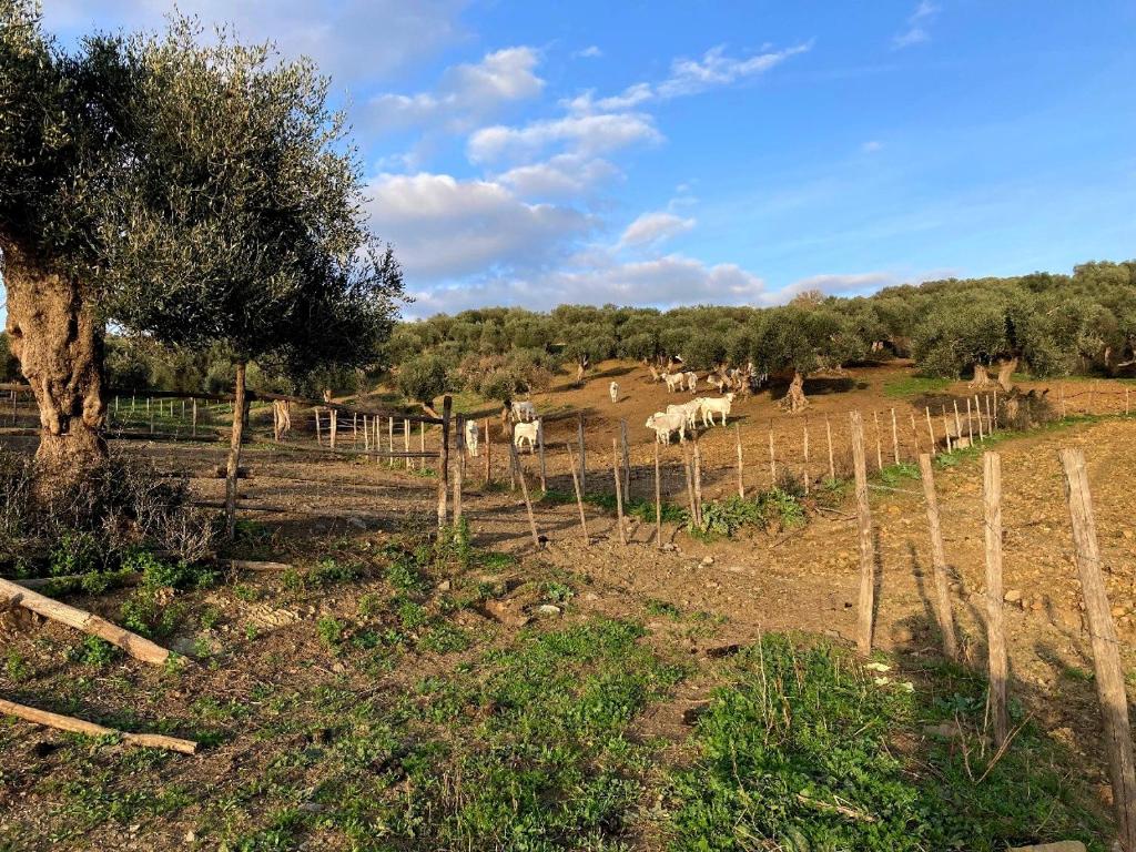 a herd of cows in a field with a fence at Fattoria Tolomei in Campagnatico