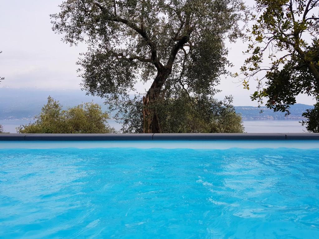 una gran piscina con un árbol en el fondo en Ville nell Uliveto VILLA FRANTOIO, en Pulciano