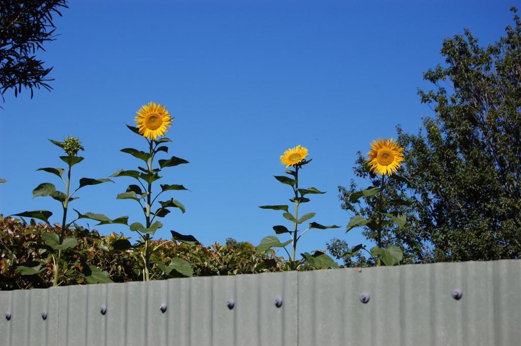 Tongariro River Motel - Resim 12