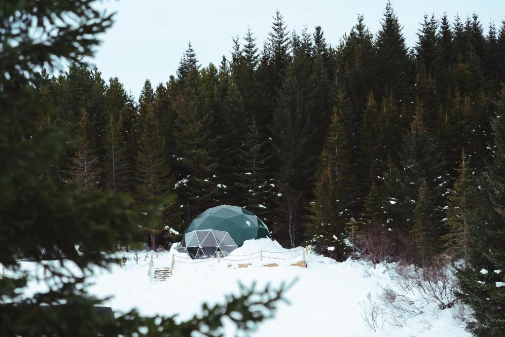 a tent in the snow next to a forest at Golden Circle Domes - Glamping Experience in Selfoss