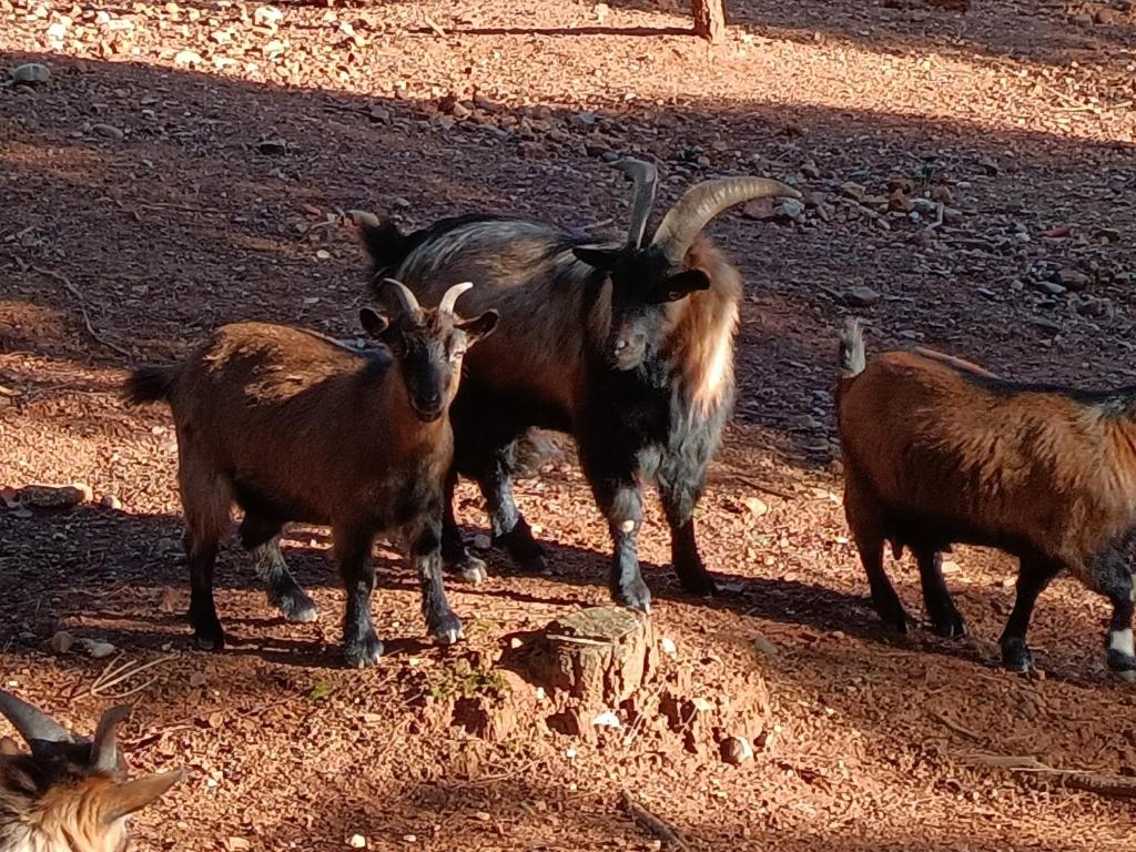 Animales en la casa de vacaciones o alrededores