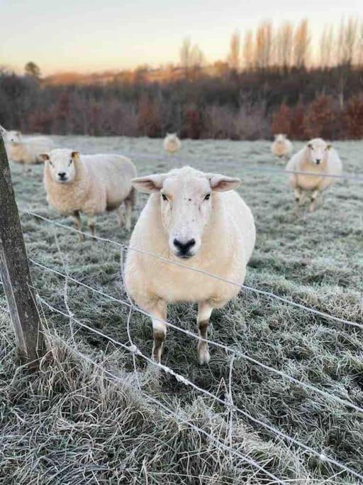 Zvířata v prázdninového domu nebo okolí