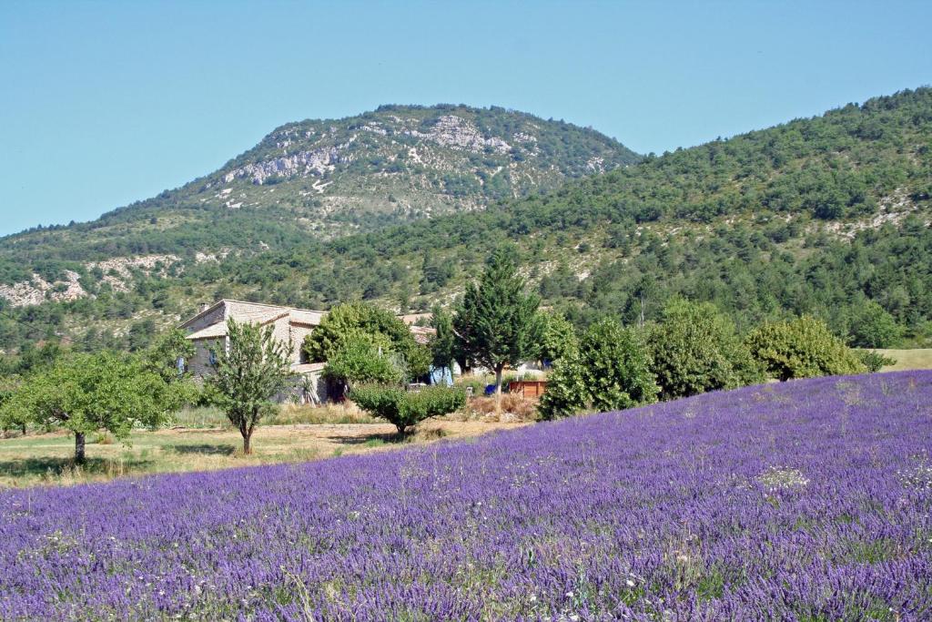 un champ de lavande avec une montagne en arrière-plan dans l'établissement Meublé en Drôme Provençale, à Saint-Auban-sur-Ouvèze