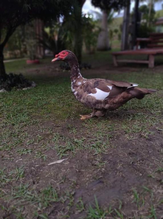 Zvířata v chaty nebo okolí