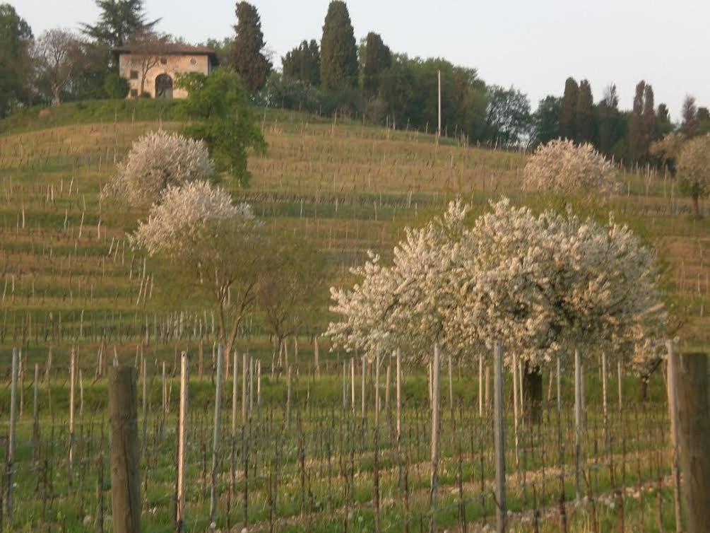 Vonkajšia záhrada v ubytovaní Agriturismo Giorgio Colutta