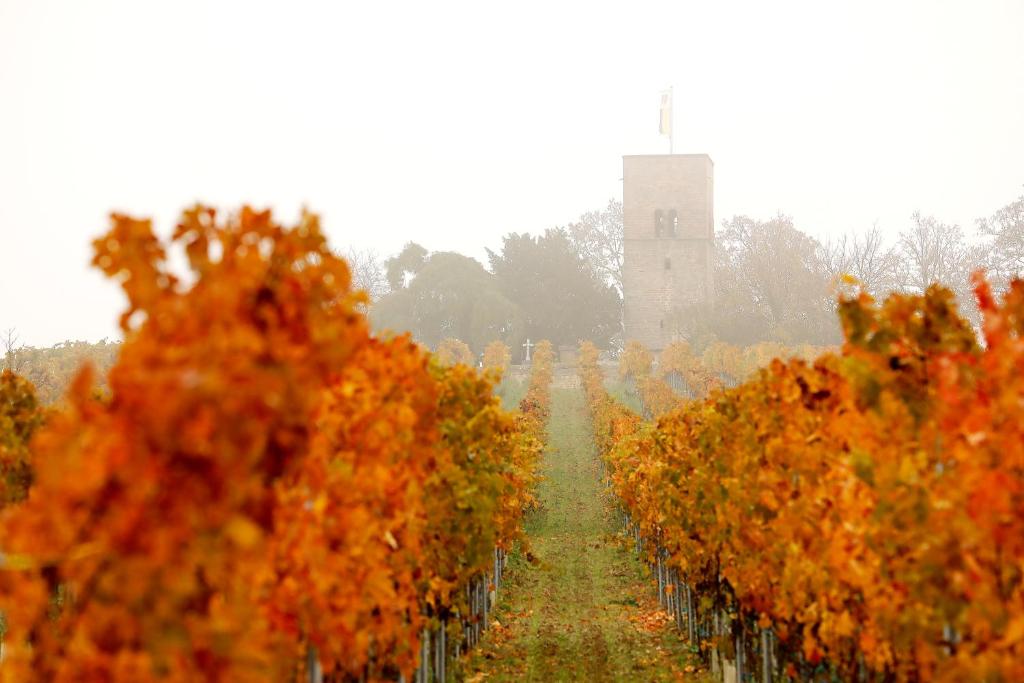 a row of orange vines in a vineyard at Altstadthof Freinsheim in Freinsheim