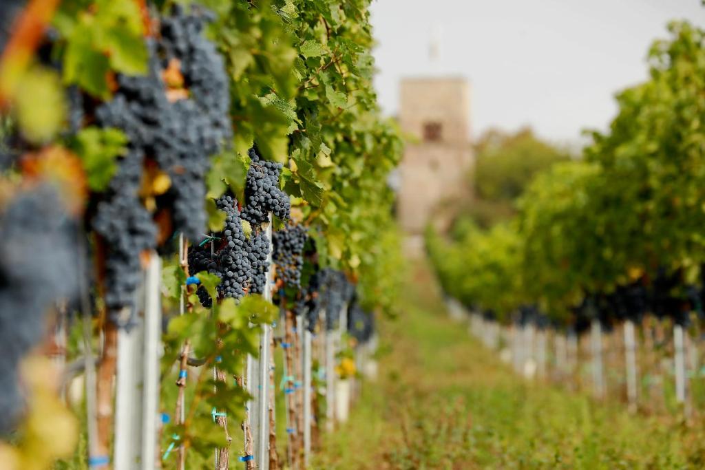 a row of grape vines in a vineyard at Altstadthof Freinsheim in Freinsheim