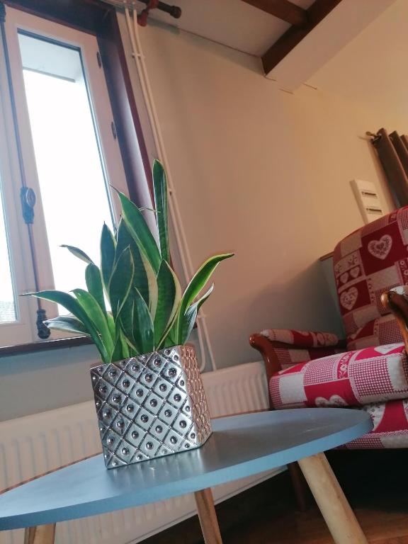 eine Topfpflanze auf einem Tisch im Wohnzimmer in der Unterkunft La longére fleurie in Cucq