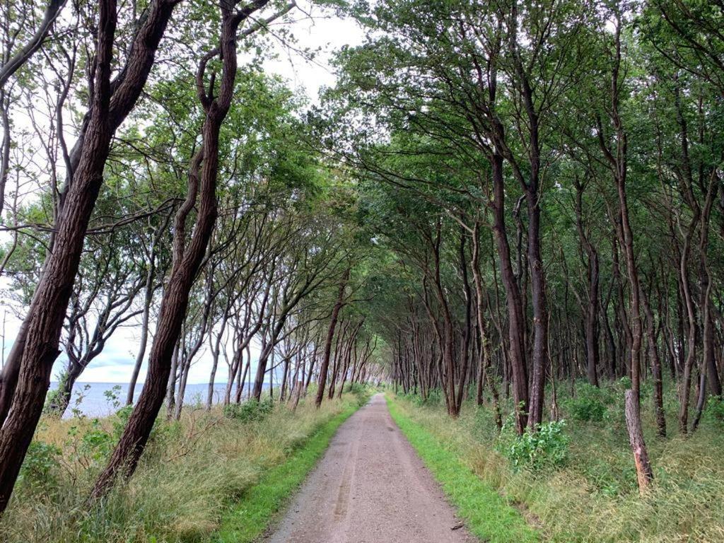 un camino de tierra a través de un bosque con árboles en Meerzeit & Ayurveda en Kirchdorf