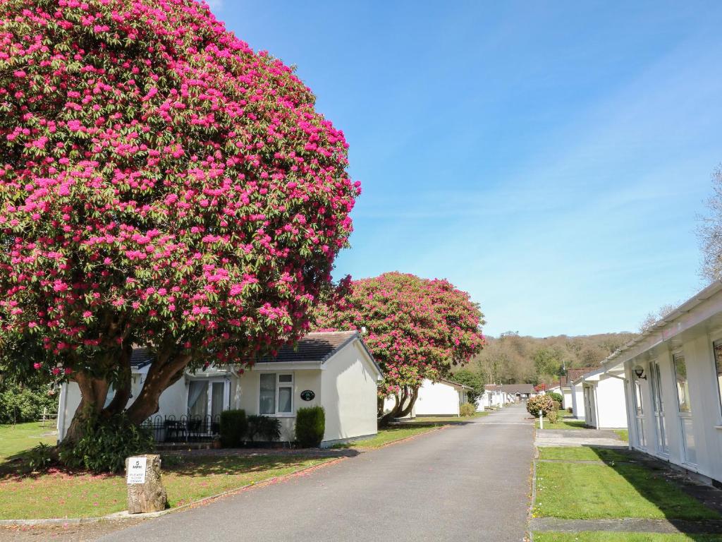 a flowering tree on a street with houses at Willow Lodge in Liskeard