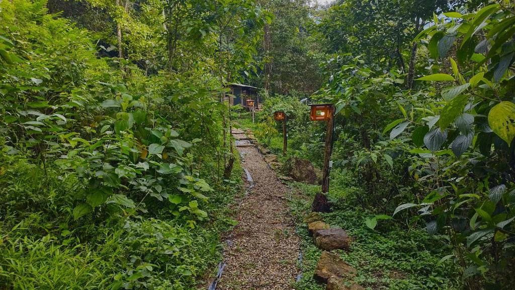 a dirt path in the middle of a forest at Monte La MaMa Ecolodge in Viotá