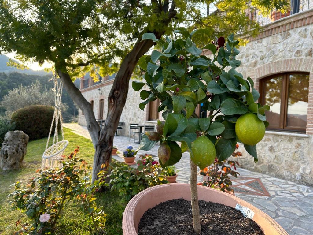 Zahrada ubytování La Tenuta dei Fiori
