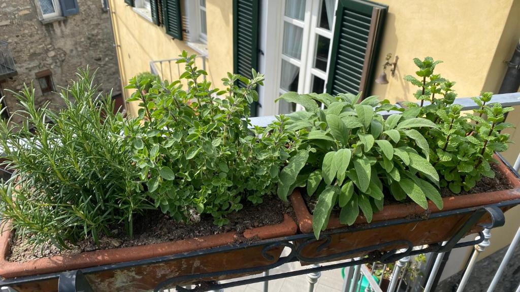 Vonkajšia záhrada v ubytovaní Il Mulino di Hotel Villa Aurora