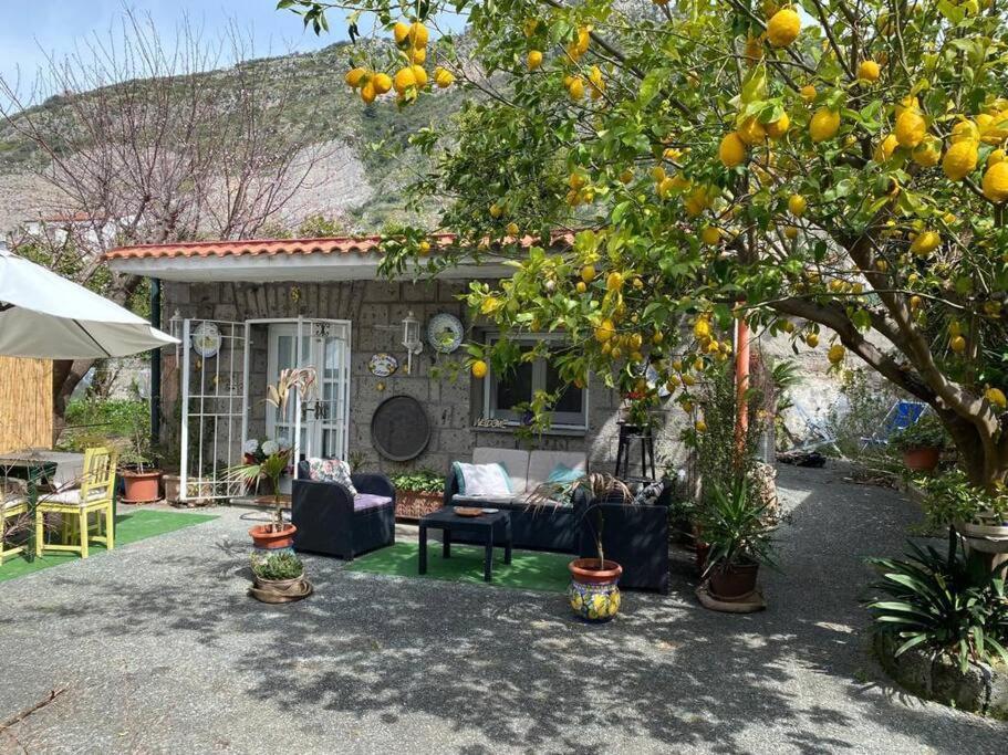 een huis met een sinaasappelboom in de tuin bij La maison des citrons in Meta