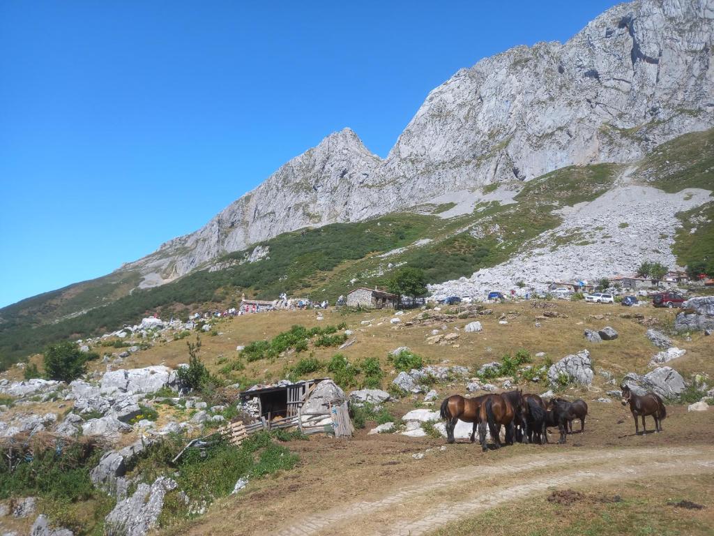Állatok a kúriában vagy a közelben