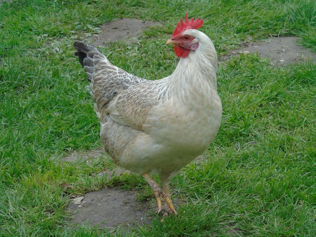 Zvířata v kempu nebo okolí