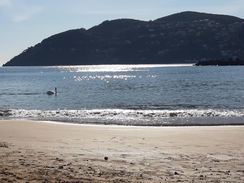 un oiseau nageant dans l'eau sur une plage dans l'établissement Belle situation au calme, à Mandelieu-la-Napoule