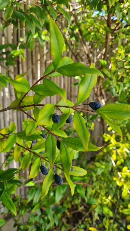 Blu Mirto ad Àrbatax - Spazioso appartamento con BBQ