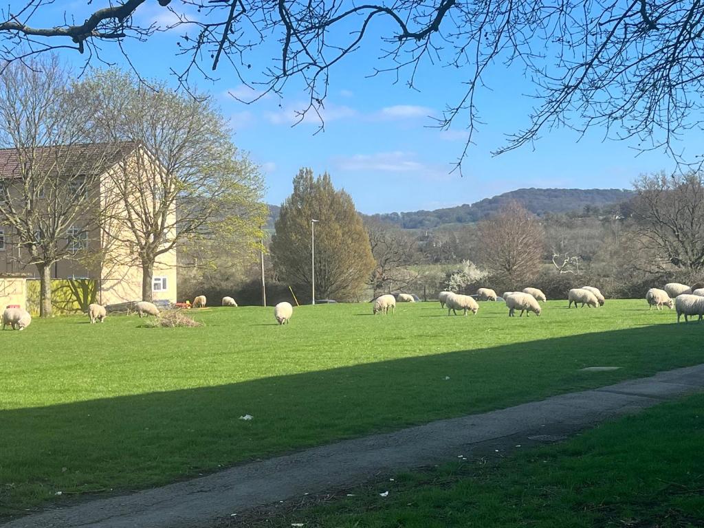 een kudde schapen die grazen in een grasveld bij Floss Cottage in Matson